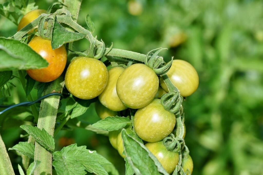 When to Plant Tomatoes in Oregon