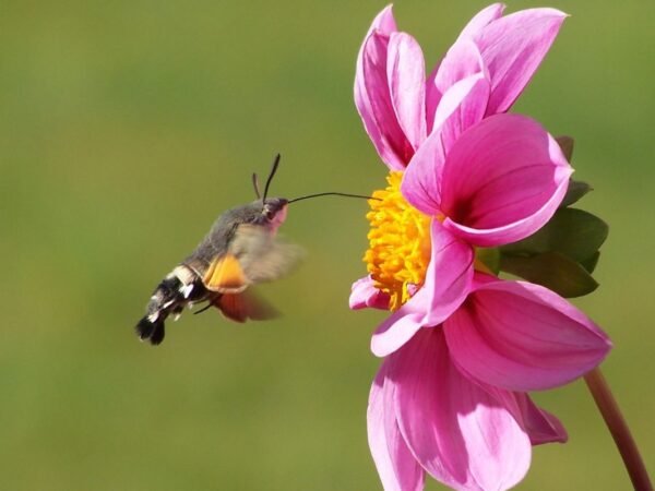 When Do Hummingbirds Leave Ohio? Migration Guide