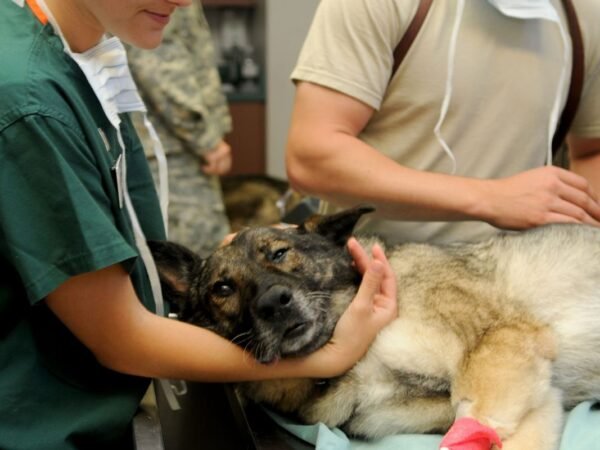 How Much Do Veterinarians Make in California? 2023 Salary Update