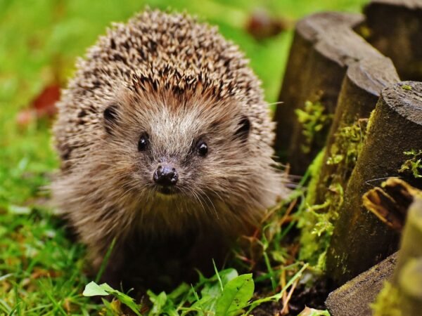 Can You Own a Hedgehog in California? Legalities & Alternatives