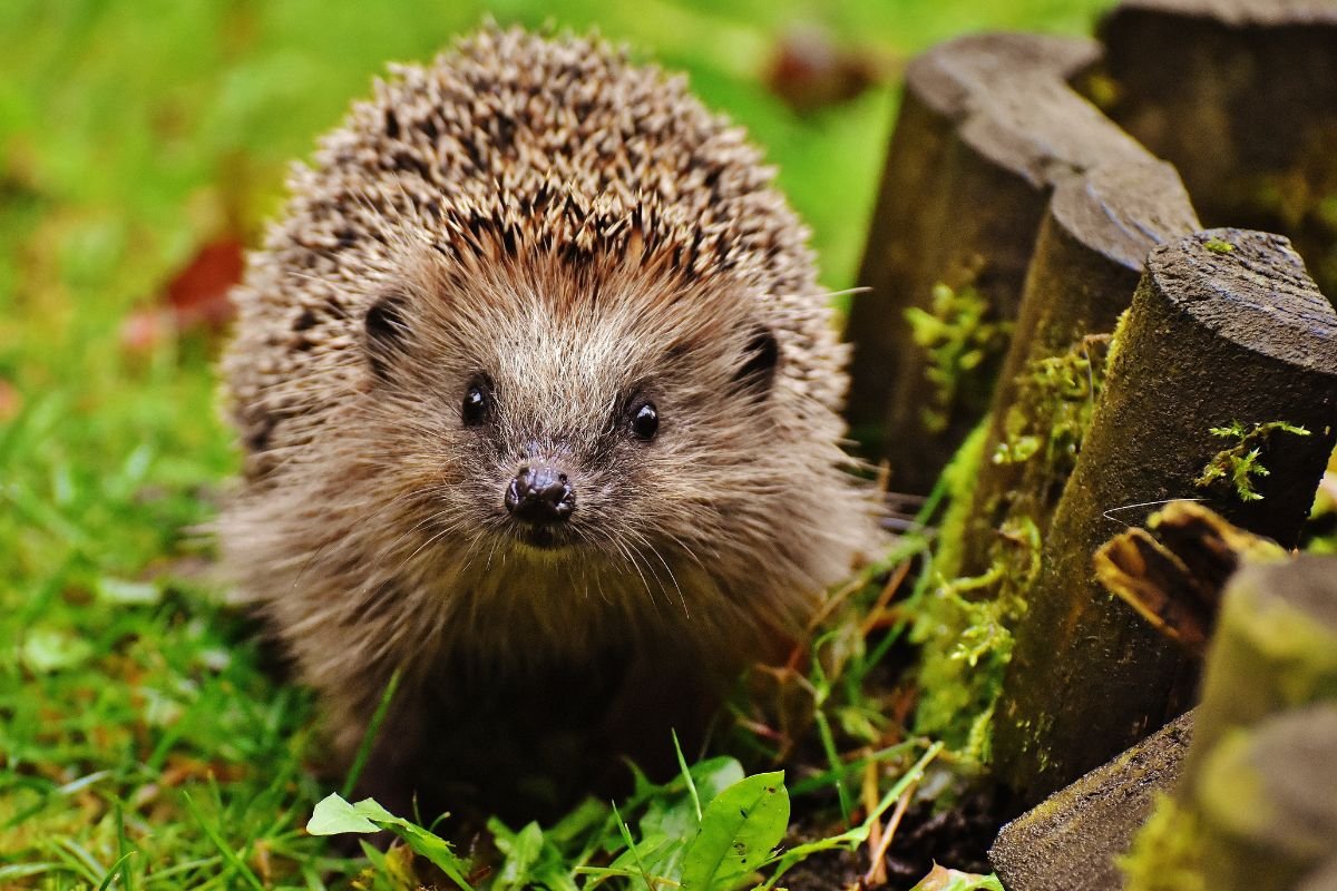 Can You Own a Hedgehog in California? Legalities & Alternatives