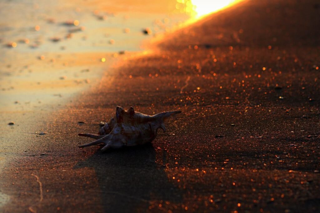 Clamming at Bodega Bay
