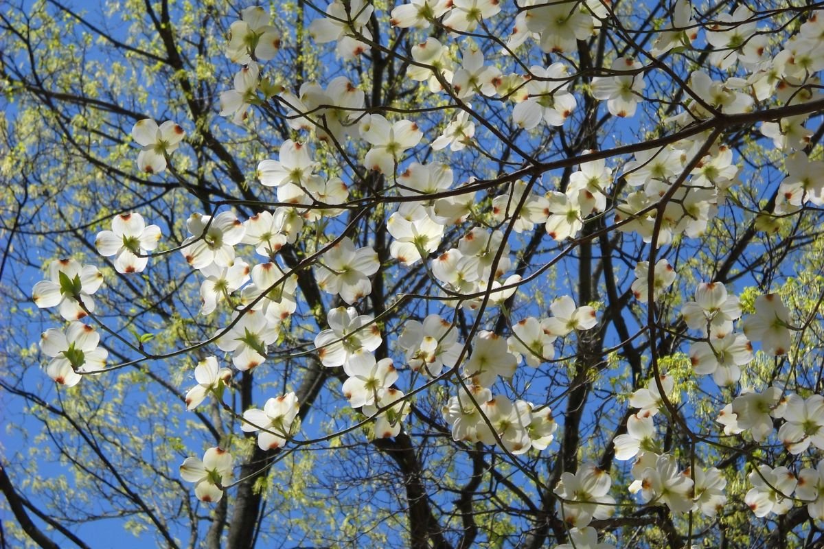 What is North Carolina's State Flower? Revealing the Dogwood Blossom