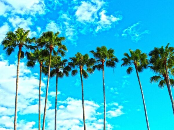 How Long is a Flight from Florida to California? Find Cheap Flights!