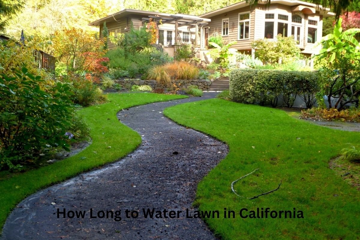 How Long to Water Lawn in California: Ultimate Guide