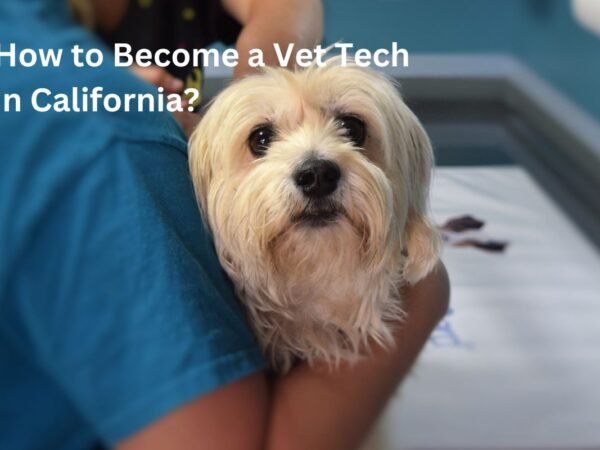 How to Become a Vet Tech in California: Step-by-Step