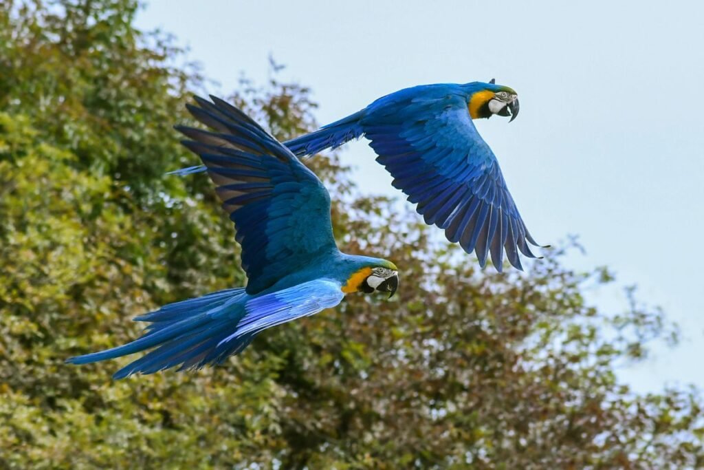 What Exotic Animals are Legal in California