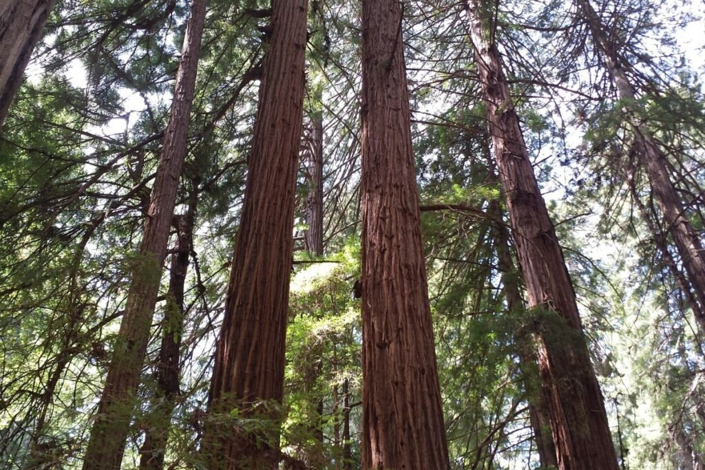 What is California's State Tree? Discover the Majestic Redwood!