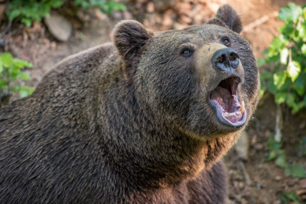 When Do Bears Hibernate in California