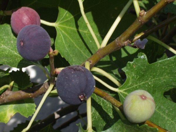 When Do Figs Ripen in California? Your Ultimate Guide!
