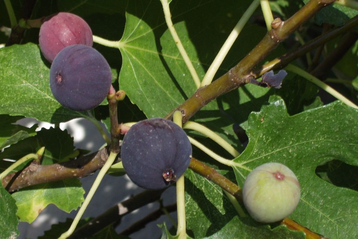 When Do Figs Ripen in California? Your Ultimate Guide!