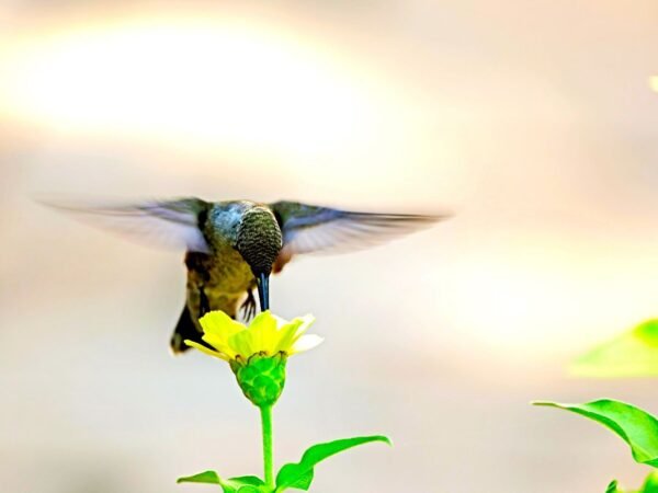 When Do Hummingbirds Leave Virginia? Best Time to Witness Migration