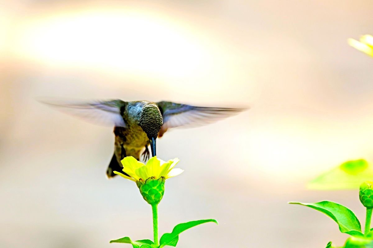 When Do Hummingbirds Leave Virginia? Best Time to Witness Migration