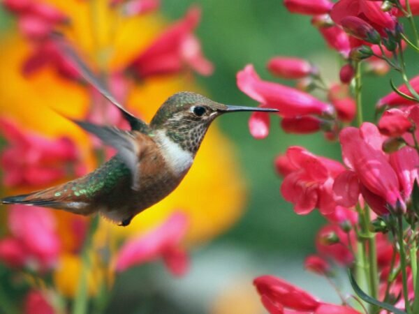 When Do Hummingbirds Return to New Hampshire?