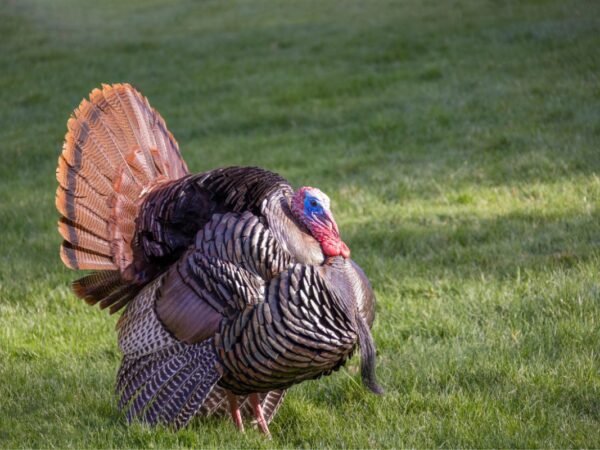 When Does Turkey Season Start in Tennessee? - 2023 Spring Hunting Guide