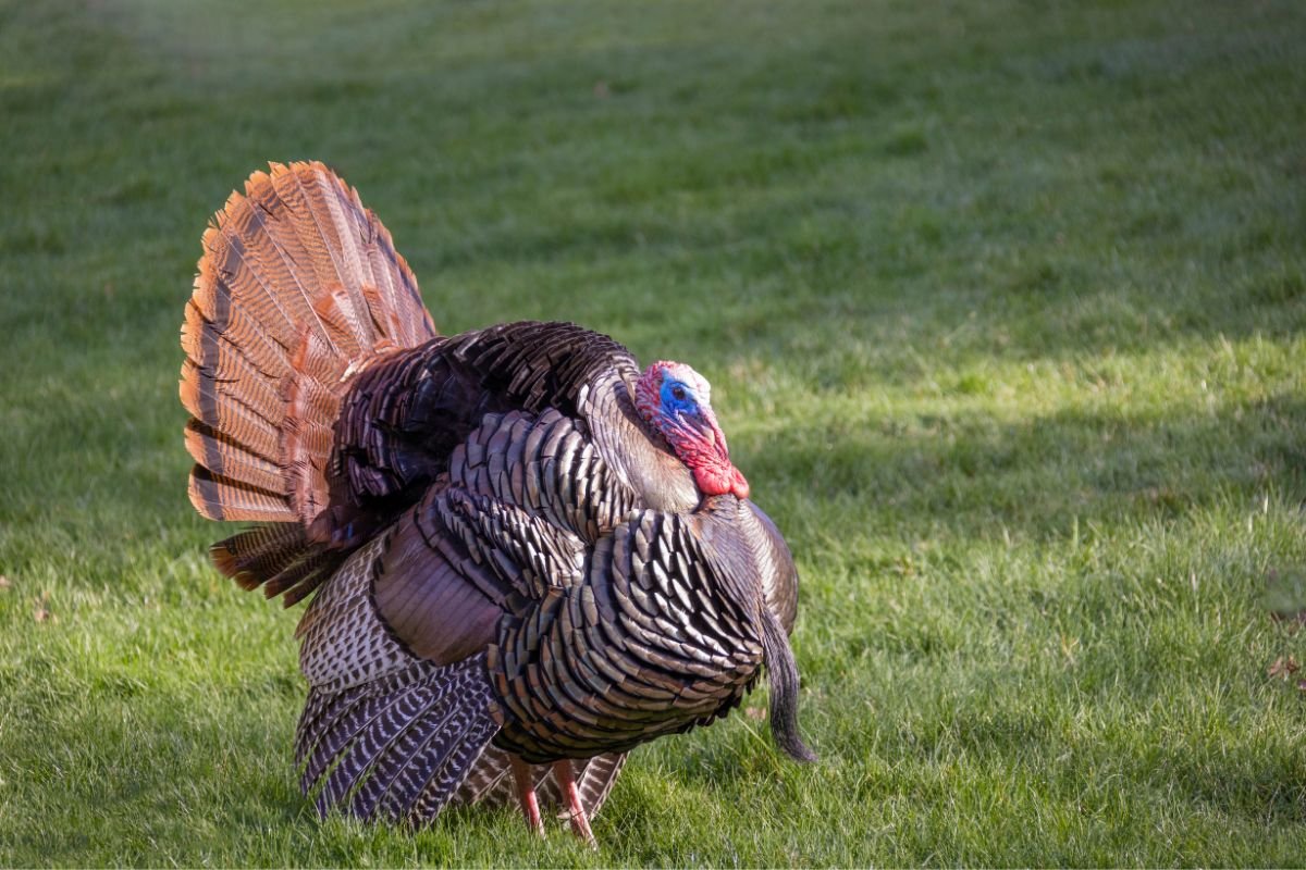 When Does Turkey Season Start in Tennessee? - 2023 Spring Hunting Guide