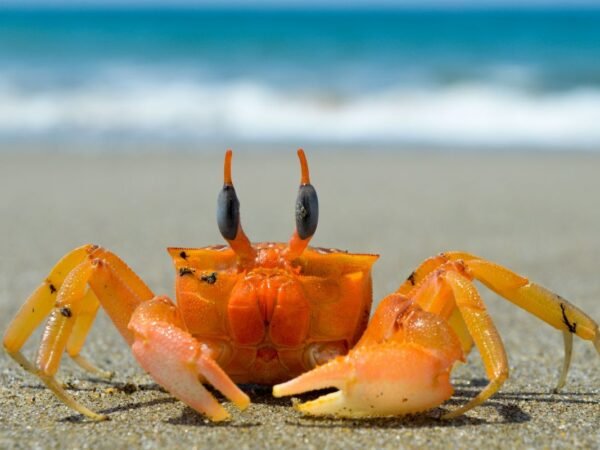 When is Crab Season in California 2022: Dates & Regulations!