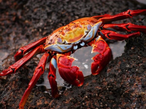 When is Crab Season in Oregon? Beginner's Guide & Tips