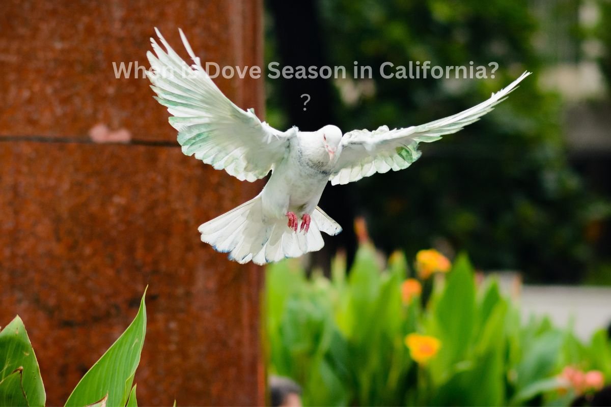 When is Dove Season in California? Sept. 1 Opener Signals Start