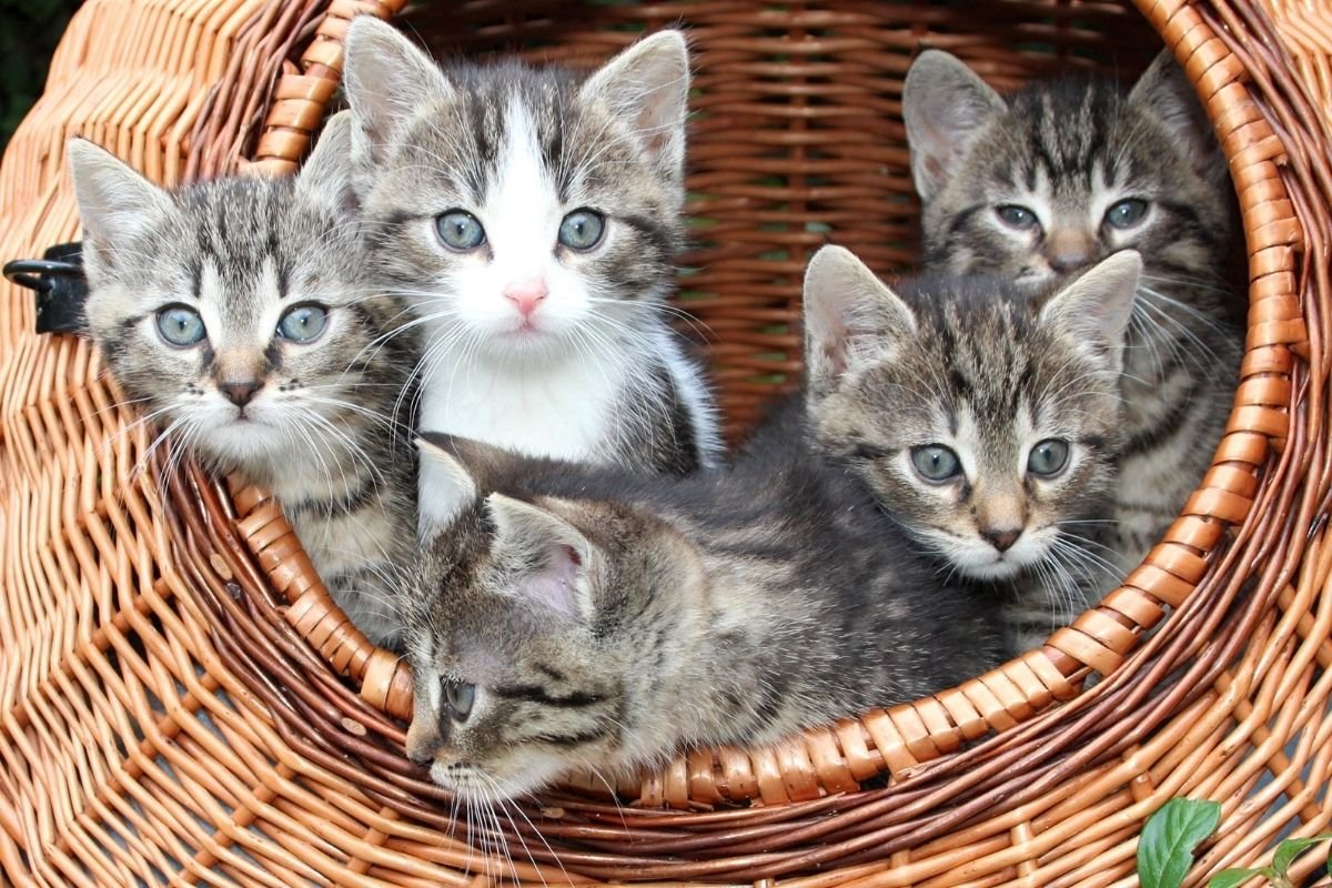 When is Kitten Season in California? Tips to Help Stray Cats