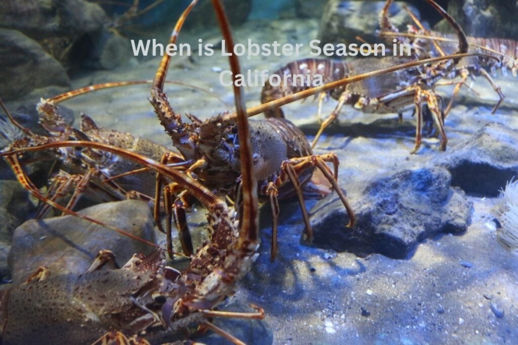 When is Lobster Season in California