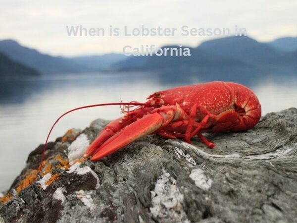 When is Lobster Season in California? Dates, Regulations & Tips