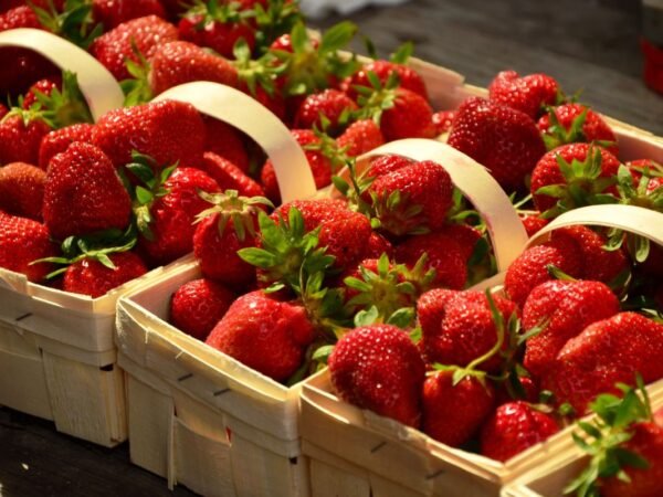 When is Strawberry Season in California? Tips & Peak Harvest