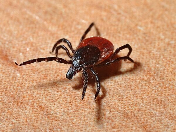 When is Tick Season in California: Risks, Prevention & Types