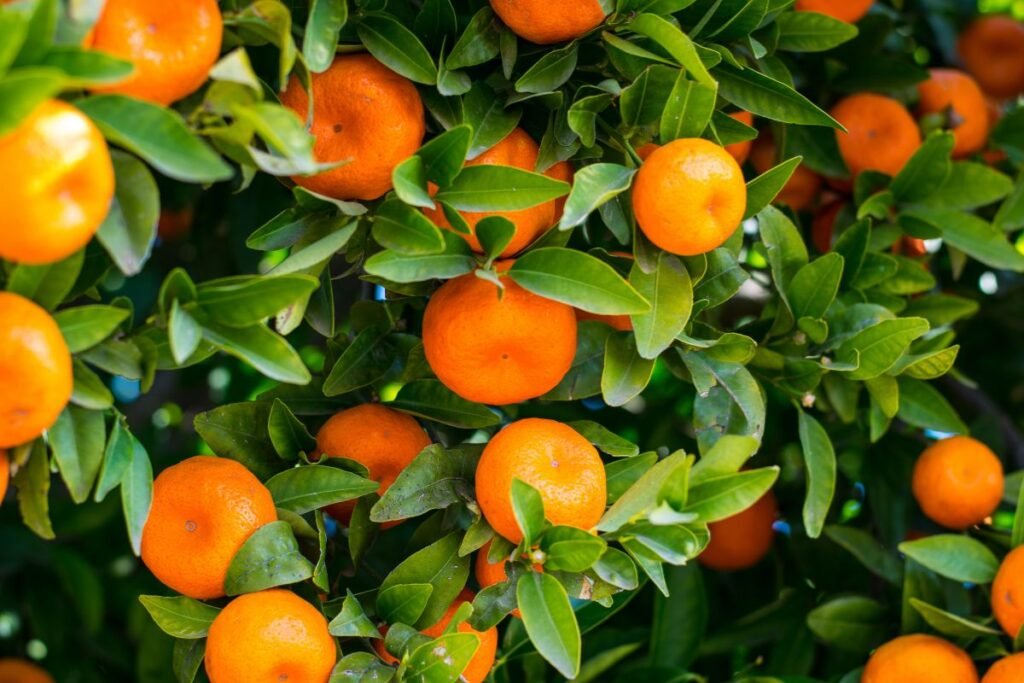 When to Fertilize Citrus Trees in California: Expert Tips