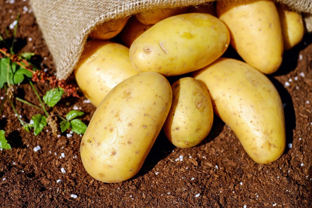 When to Plant Potatoes in Georgia | Expert Tips