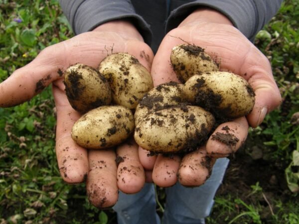 When to Plant Potatoes in Wisconsin: The Ultimate Guide