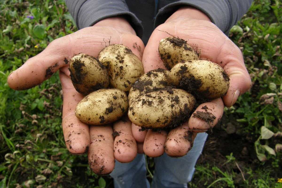 When to Plant Potatoes in Wisconsin: The Ultimate Guide