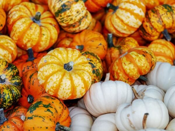When to Plant Pumpkins in California: Best Timing for Growth