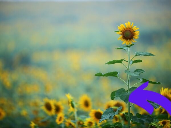 When to Plant Sunflowers in Oregon | Expert Tips