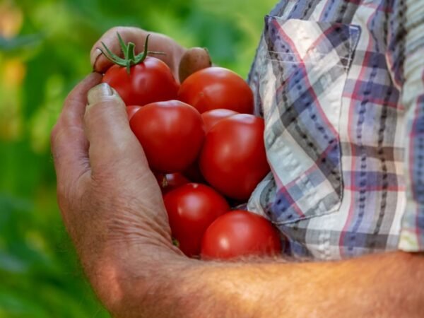 When to Plant Tomatoes in California - Expert Tips