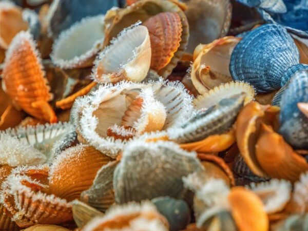 Where to Go Clamming in Northern California: Top Spots & Safety Tips