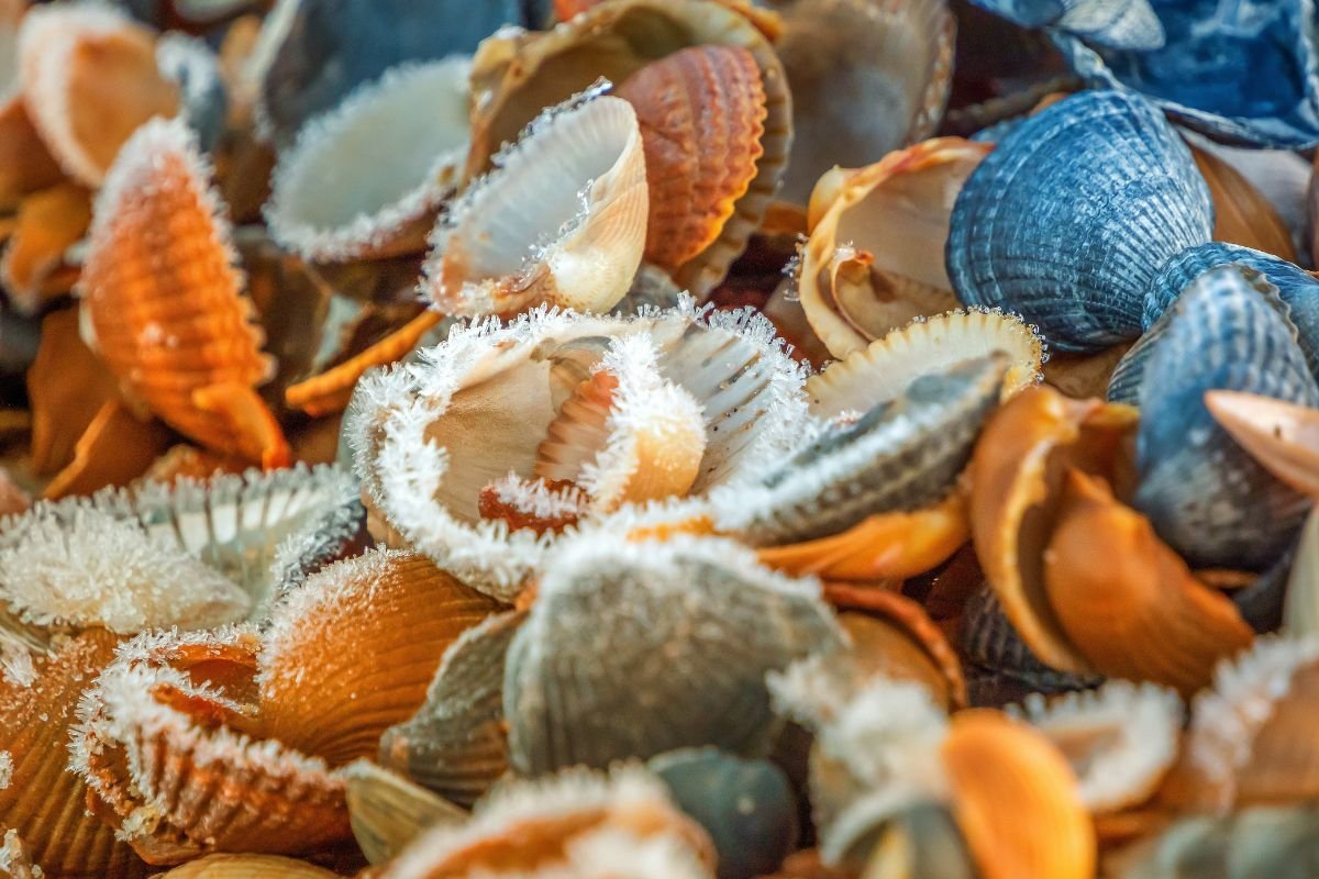 Where to Go Clamming in Northern California: Top Spots & Safety Tips
