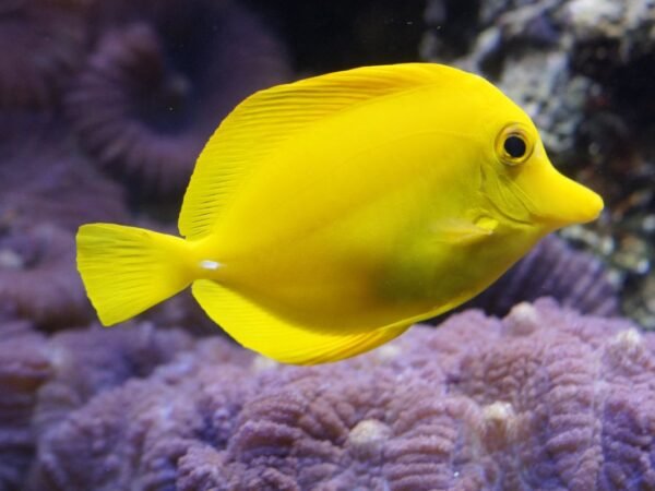 Why Are GloFish Illegal in California? Unveiling the Ban