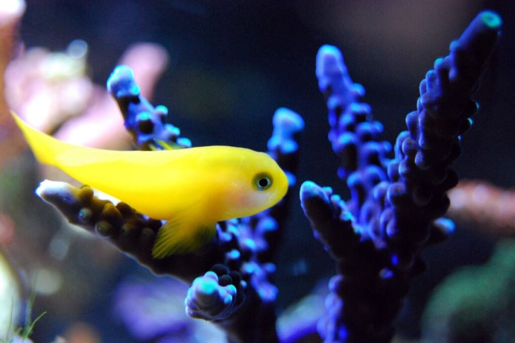 Why Are GloFish Illegal in California? Unveiling the Ban