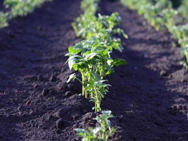 When to Plant Potatoes in Oklahoma - Expert Tips