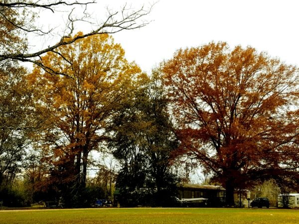 Unraveling the Dimensions: How big is Alabama?