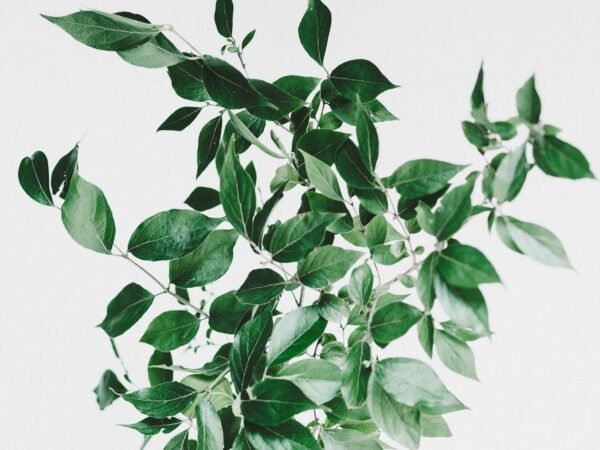 The Perfect Timing: Planting Potatoes in Alabama Made Easy