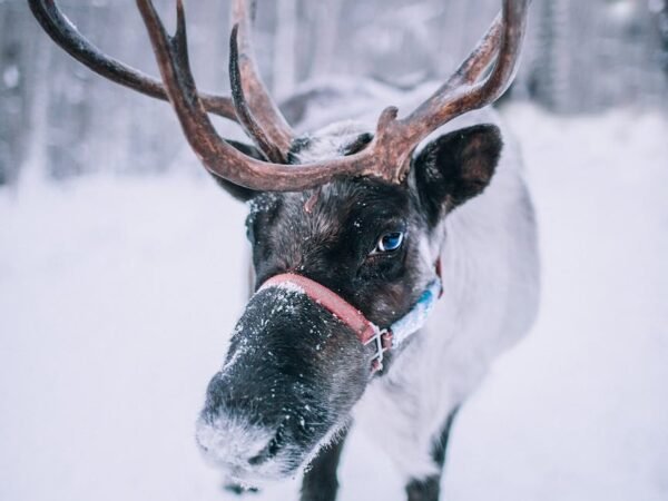 Fairbanks Alaska: Demystifying the Population Statistics