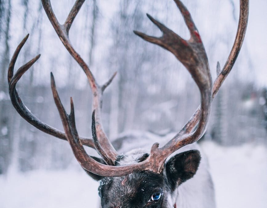 Fairbanks Alaska: Demystifying the Population Statistics